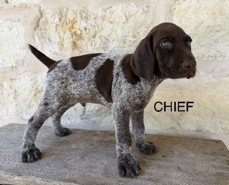MILLIE X MAX - CHIEF / STAN German Shorthaired Pointer