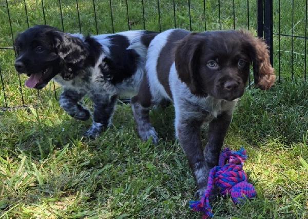 ACK/UKC REG. TATOO DU BOIS COURCOL BRED PUPS French Brittany