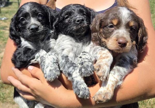 32X NSTRA NOLANS LAST BULLET BRED PUPS American Brittany
