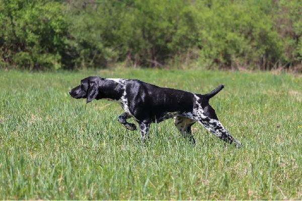 NAVHDA TITLED GERMAN SHORTHAIRED POINTER PUPS German Shorthaired Pointer
