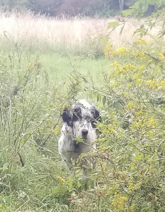 WINTER PUPPIES English Setter