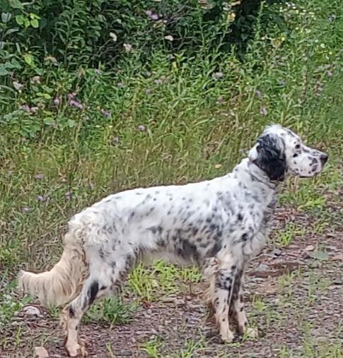 TAKING DEPOSITS ON THIS LITTER English Setter