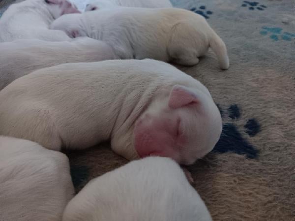 PUPPIES FOR SALE English Setter