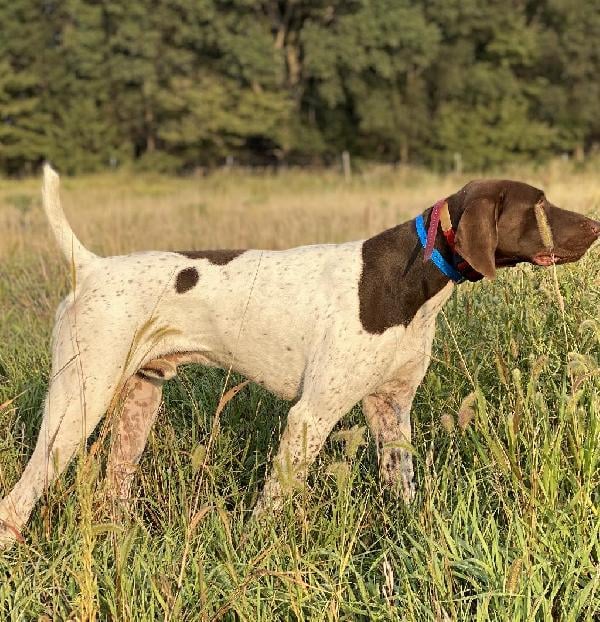 GERMAN SHORTHAIRED POINTERS TRAINED German Shorthaired Pointer