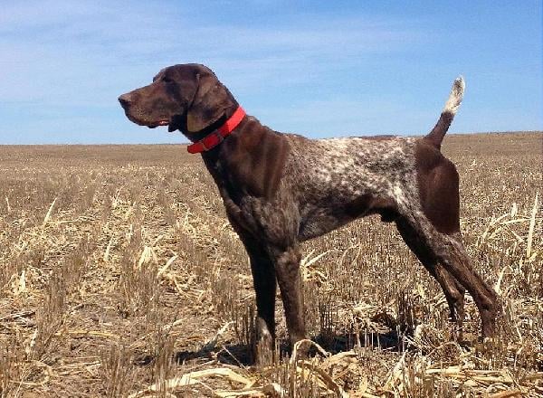 LOOKING TO BUY A MASTER HUNTER MALE GSP German Shorthaired Pointer
