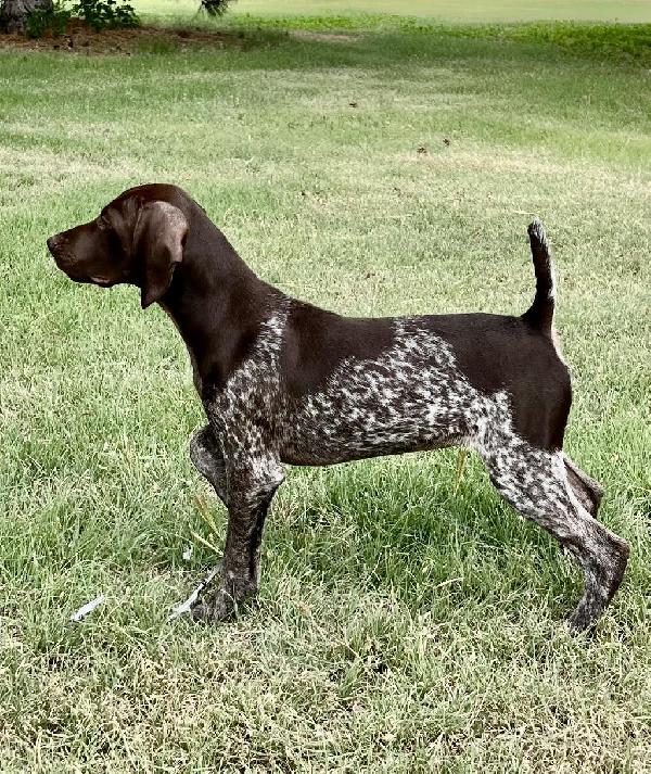 YOUNG STARTED GERMAN SHORTHAIRED POINTERS German Shorthaired Pointer