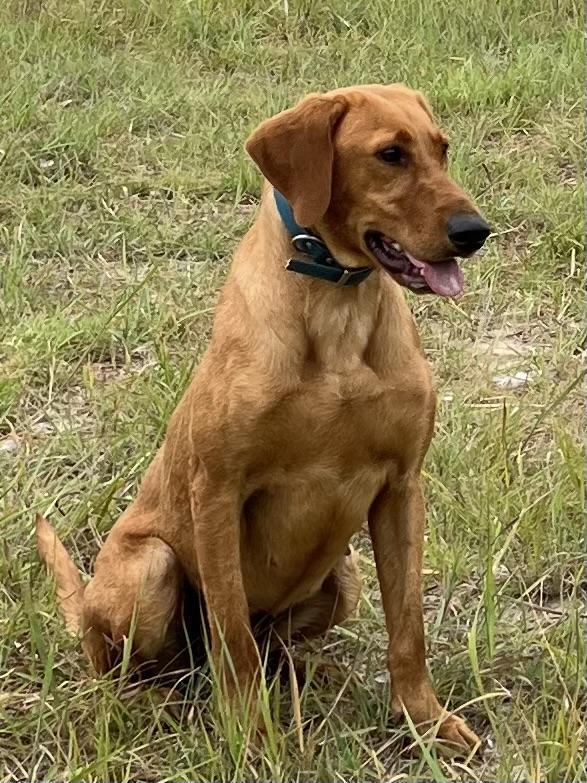 TRAINED LABRADORS AND COCKERS Labrador Retriever