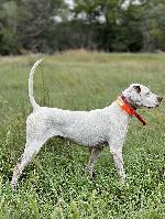 TRAINED ENGLISH POINTER
