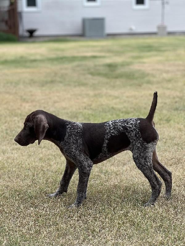 STARTED MALE AND FEMALE. MASTER HUNTER SIRED German Shorthaired Pointer