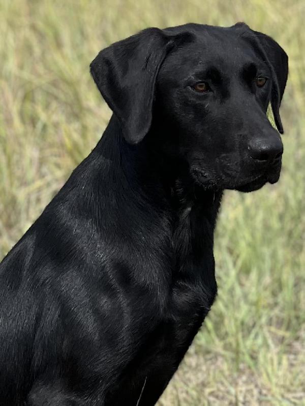 TRAINED LABRADORS Labrador Retriever