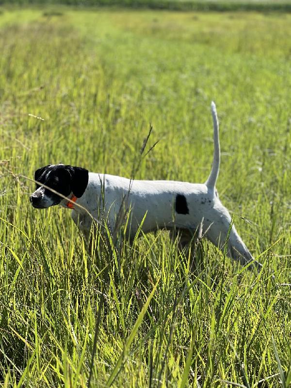 TRAINED ENGLISH POINTERS English Pointer