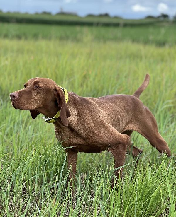 REBEL. 5 YR FEMALE VIZSLA. TRAINED AND READY Hungarian Vizsla