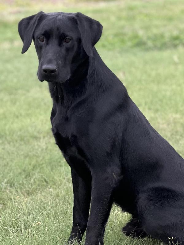 TRAINED LABRADORS. VERY NICE SELECTION. Labrador Retriever