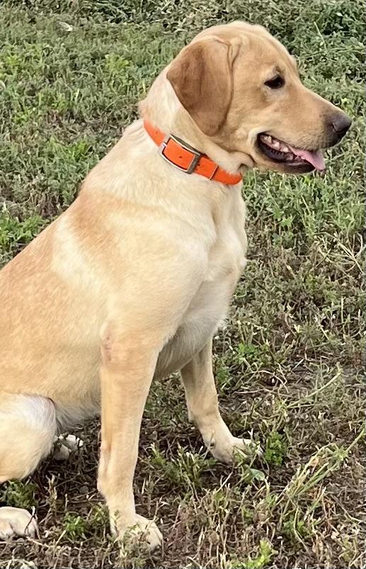 TRAINED LABRADORS. AWESOME SELECTION Labrador Retriever