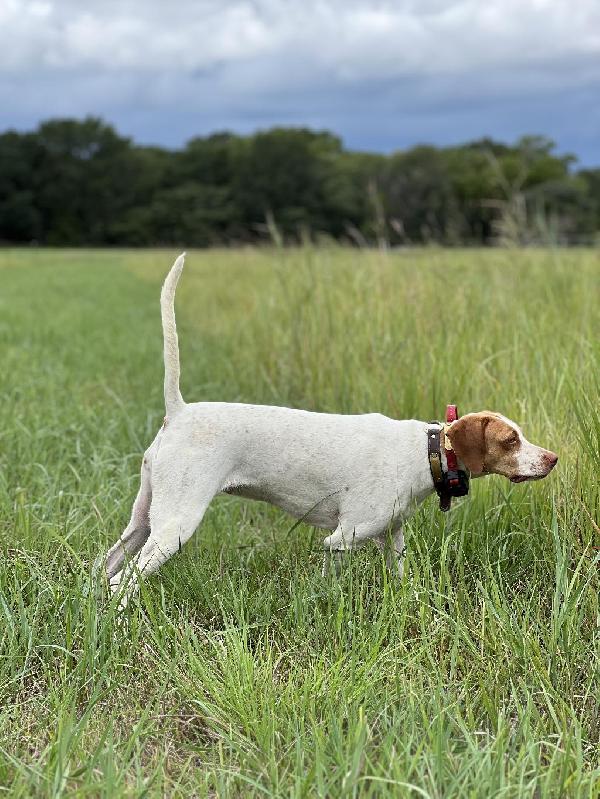 TRAINED ENGLISH POINTERS AVAILABLE English Pointer