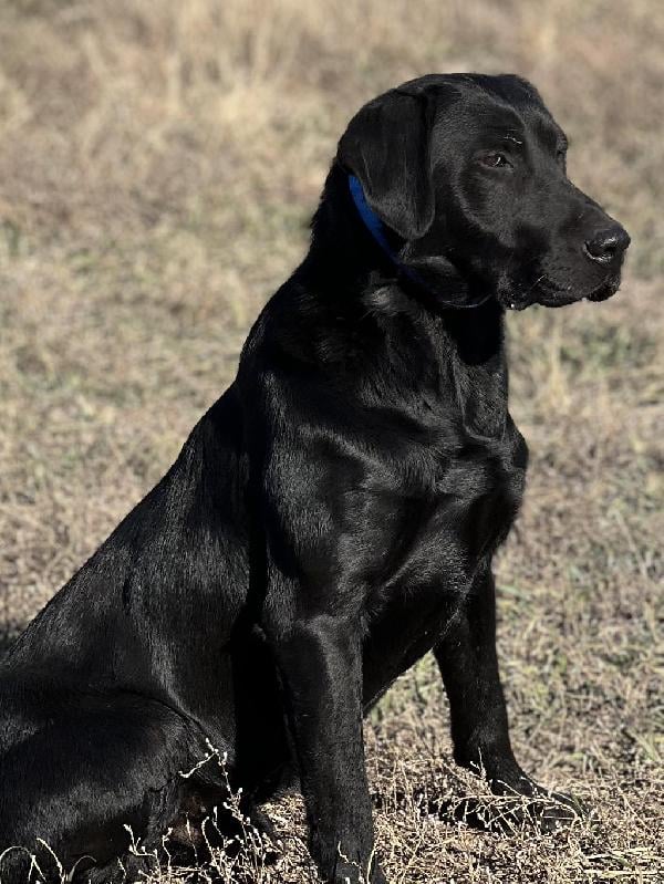 TRAINED LABRADORS AVAILABLE !!!!!!! Labrador Retriever