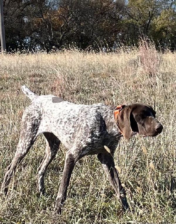 FEMALE GSP WELL STARTED German Shorthaired Pointer