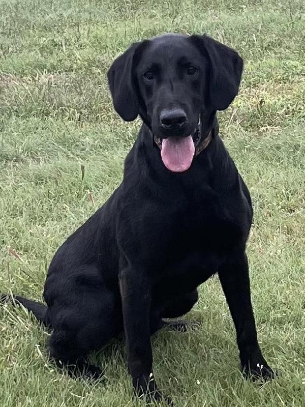 SEVERAL TRAINED LABS FOR SALE, SPRING SALE Labrador Retriever