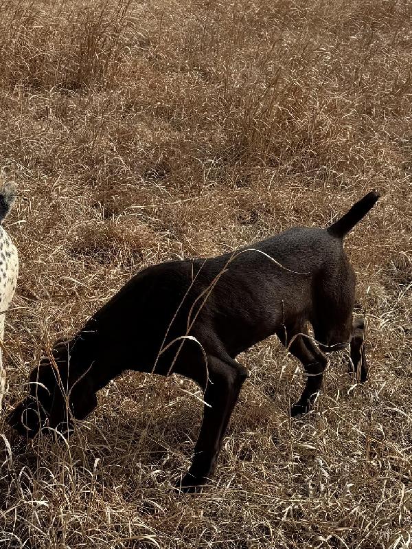 8 MONTH MALE LIVER GSP German Shorthaired Pointer
