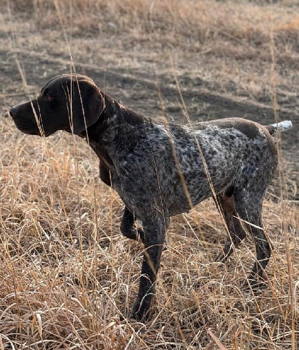 TRAINED MALE GSP German Shorthaired Pointer