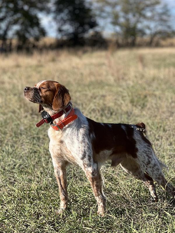 TRAINED MALE BRITTANY American Brittany