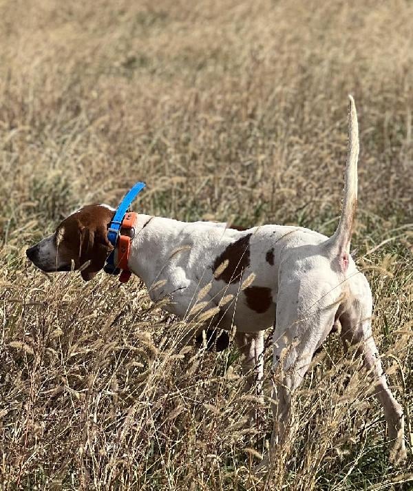 TRAINED MALE POINTER. HUNTED WILD BIRDS English Pointer