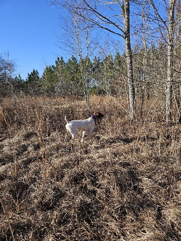 AWESOME BIRD DOGS ON THE WAY German Shorthaired Pointer
