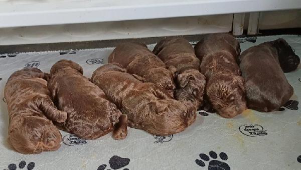 BOYKIN SPANIEL PUPPIES Boykin Spaniels
