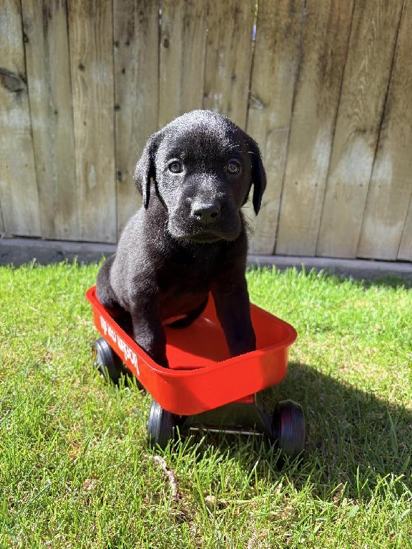GRHRCH MH MNR DIESEL X FC WHOPPER DAUGHTER Labrador Retriever