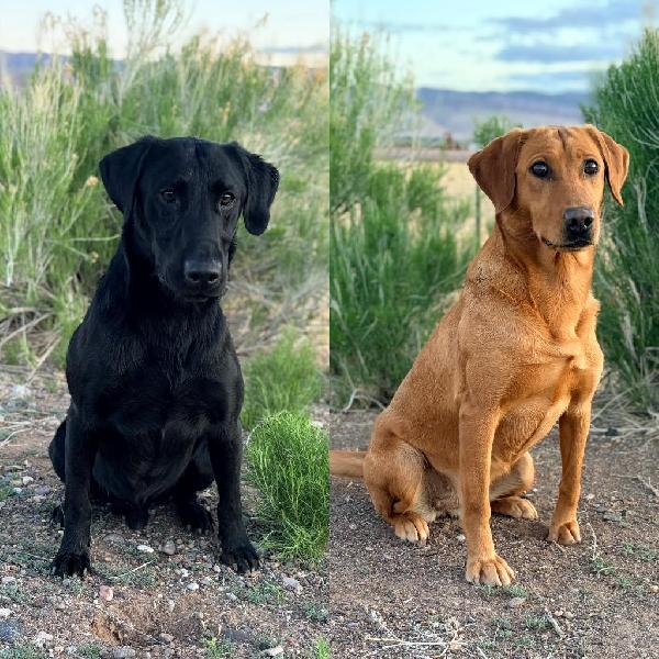 THUMPER MH X BIRDIE MH Labrador Retriever