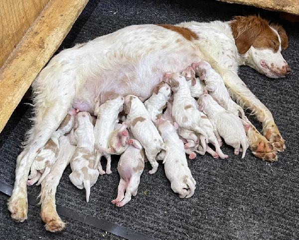 RIVER HAVEN BRITTANYS- 3 MALES/2 FEMALES LEFT American Brittany