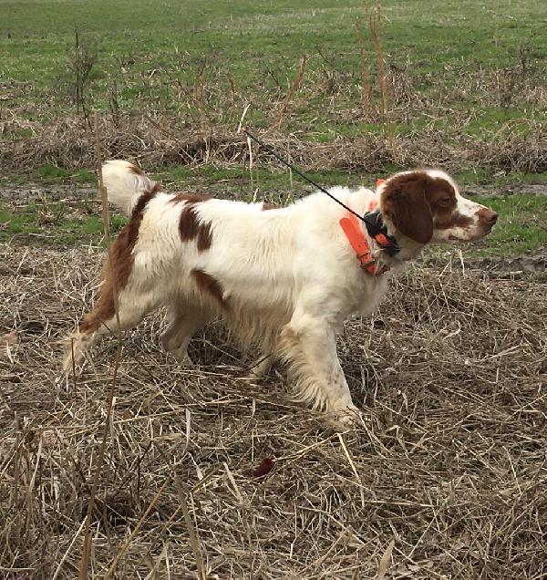 RIVER HAVEN BRITTANYS - 3 MALES AVAILABLE American Brittany