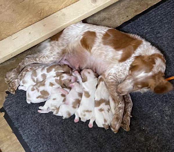 RIVER HAVEN BRITTANYS - FANTASTIC PEDIGREE American Brittany