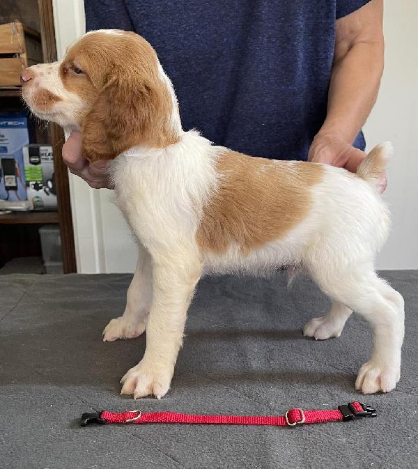 RIVER HAVEN BRITTANYS-AWESOME PUPS AVAILABLE American Brittany