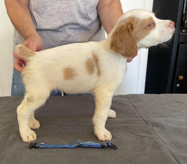 RIVER HAVEN BRITTANYS-ONE MALE LEFT American Brittany
