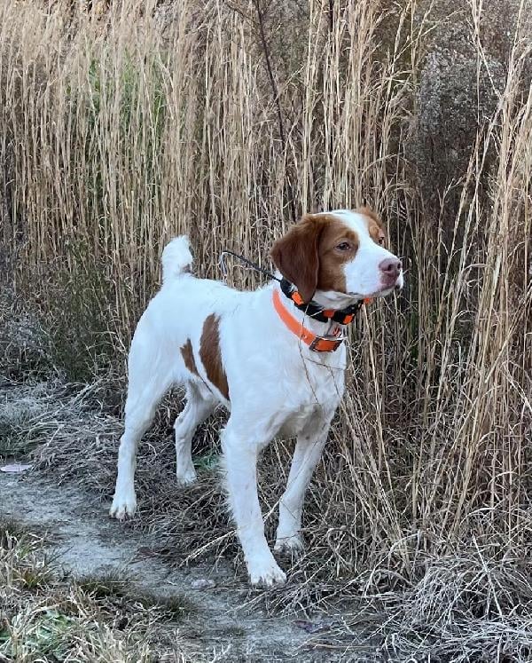 RIVER HAVEN BRITTANYS- REPEAT BREEDING American Brittany