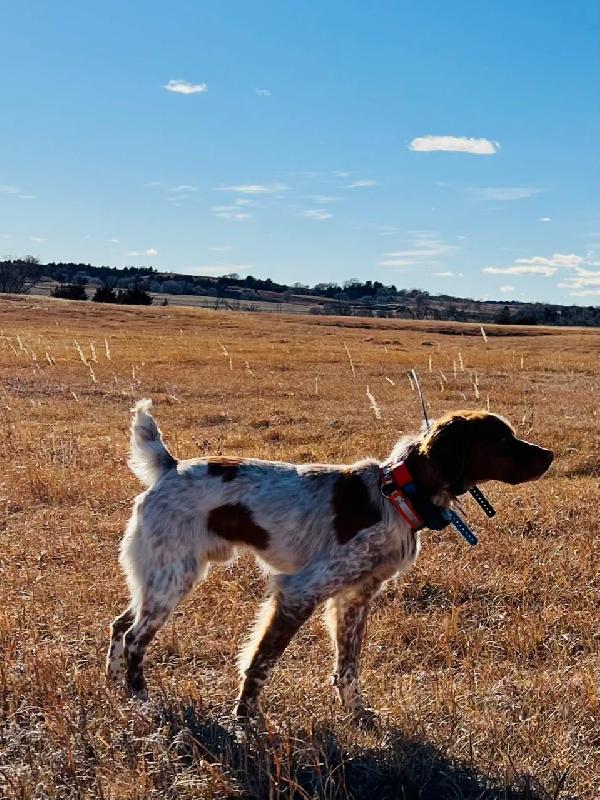 PROVEN TOP NOTCH SIRE American Brittany
