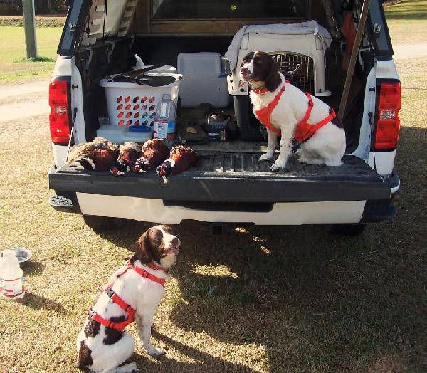 WINDMILL HILL PLANNED LITTER WHELPING MAY English Springer Spaniel