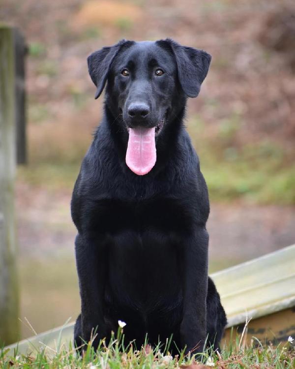 (TX) DOB: 6/25/24 - HR BAWLER X SOUIE Labrador Retriever