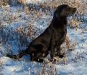 Wildwind British Labradors