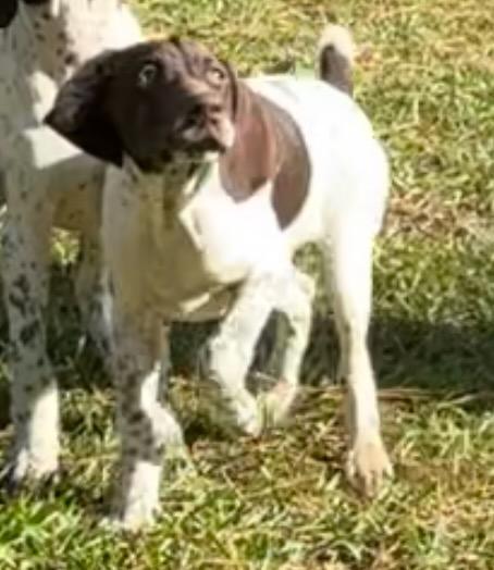 GERMAN SHORTHAIRED POINTER FEMALE German Shorthaired Pointer