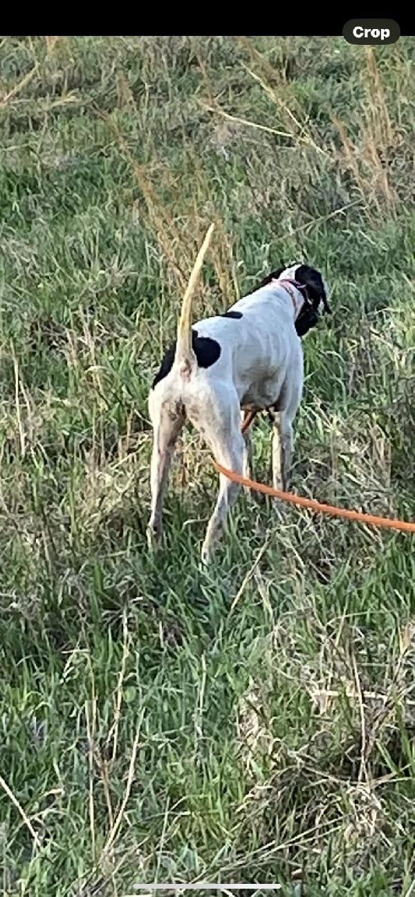 1.5 YEAR OLD  FEMALE POINTER