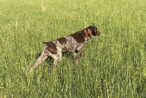 NICE 6 YEAR OLD MALE GSP German Shorthaired Pointer