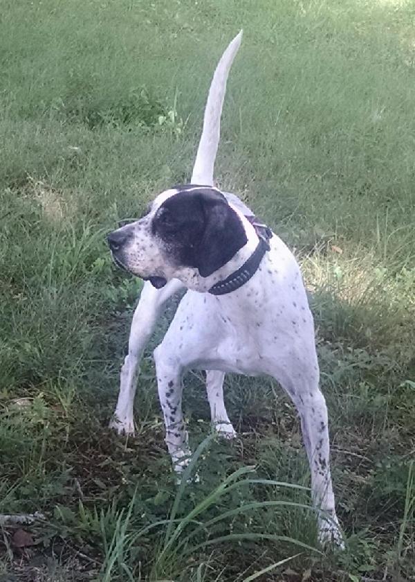 BOATNERS KENNELS NASTRA CHAMPION English Pointer