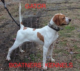 BOATNERS ELHEW GATOR English Pointer
