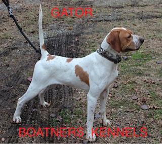 ELHEW PUPS BRED FOR THE FOOT HUNTERS English Pointer