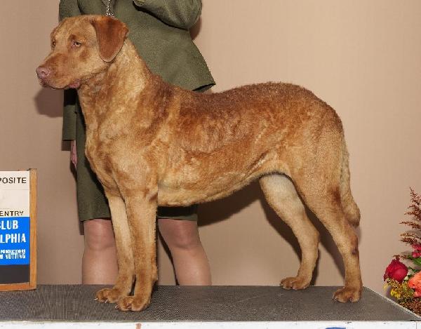 NEW LITTER Chesapeake Bay Retriever