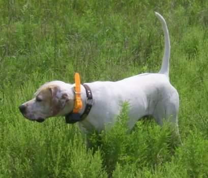 STUD @ PRAIRIE FIRE POINTERS English Pointer