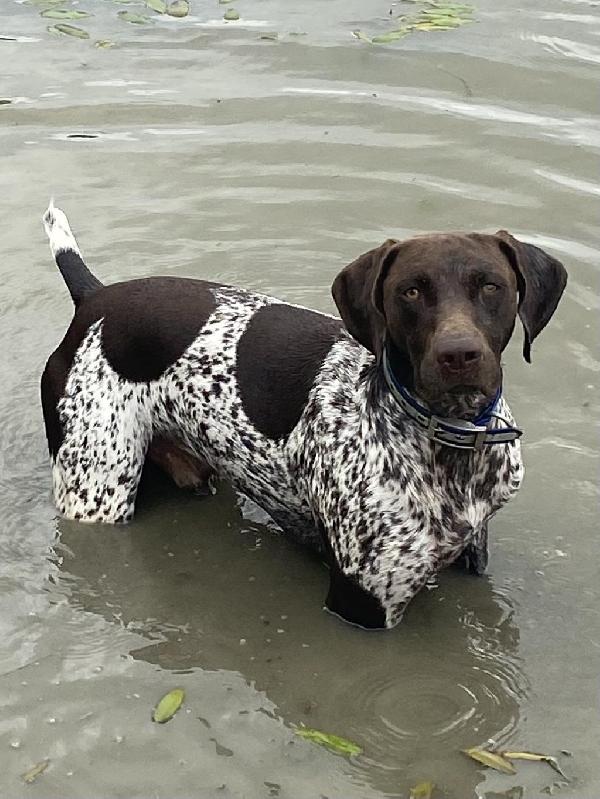 AKC MASTER HUNTER, NAVHDA UT PRIZE I German Shorthaired Pointer