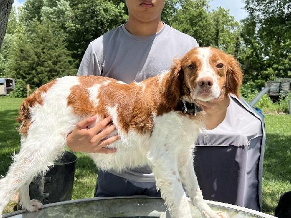 GREAT FIELD TRIAL POTENTIAL BRITTANYS American Brittany
